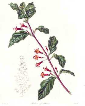 'F.cylindracea'